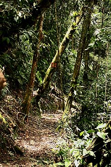 Quijarro-Caranavi, Yungas. d. 13 february 2007. Photographer: Lars Andersen