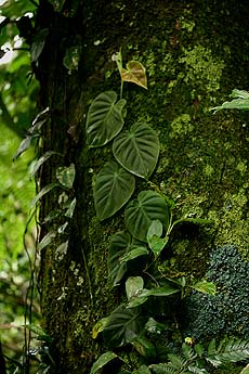 Quijarro-Caranavi, Yungas. d. 16 february 2007. Photographer: Lars Andersen