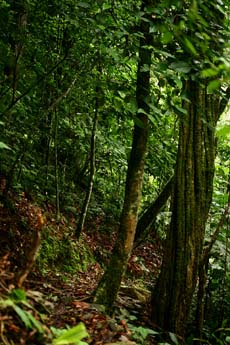 Quijarro-Caranavi, Yungas. d. 16 february 2007. Photographer: Lars Andersen