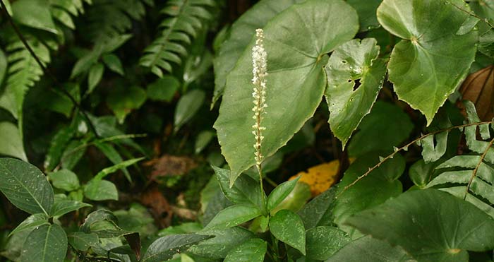 LocaliteFrom the old incatrail near Caranavi, Yungas. d. 20 February 2007. Photographer: Lars Andersen