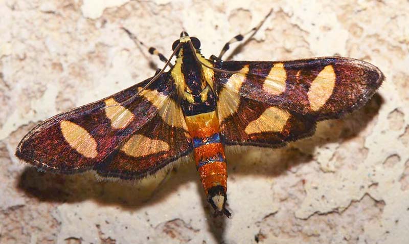 Orange-spotted Flower Moth Syngamia florella. Caranavi, Yungas, Bolivia. d. 6 February 2007. Photographer: Lars Andersen