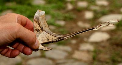 Copiopteryx semiramis andensis. Caranavi. d. 3 february 2007. Photographer: Lars Andersen