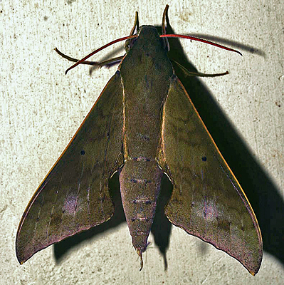 Xylophanes porcus. Caranavi, Yungas, Bolivia. d. 6 February 2007. Photographer: Lars Andersen