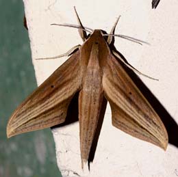 Xylophanes neoptolemus. Caranavi, Yungas, Bolivia. d. 6 February 2007. Photographer: Lars Andersen