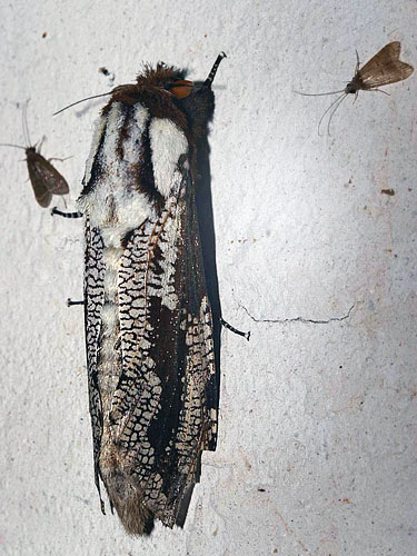 Morpheis pyracmon. Caranavi, Yungas, Bolivia. d. 6 February 2007. Photographer: Lars Andersen