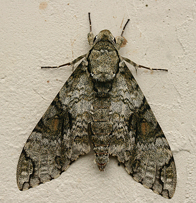 Manduca florestan. Caranavi, Yungas, Bolivia. d. 6 February 2007. Photographer: Lars Andersen