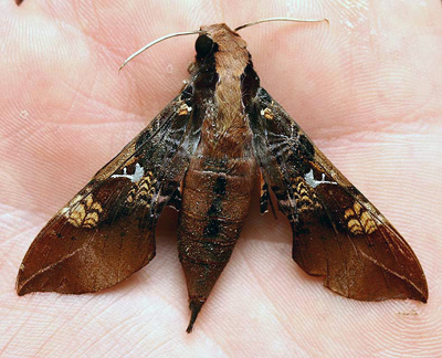 Callionima innus. Caranavi, Yungas. d. 9 february 2007. Photographer: Lars Andersen