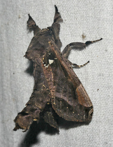 Langsdorfia lunifera. Caranavi, Yungas, Bolivia. d. 6 February 2007. Photographer: Lars Andersen