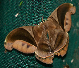 Rhescynthis hippodamia (Cramer 1777).  Caranavi, Yungas, Bolivia. january 2007. Photographer: Lars Andersen