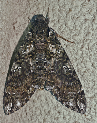 Hawkmoths, Amphonyx duponcheli. Hotel Esmeralda, Coroico, Yungas, Bolivia. d. 27 january 2007. Photographer: Lars Andersen