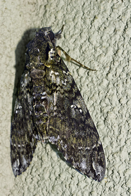 Giant Sphinx, Cocytius antaeus. Hotel Esmeralda, Coroico, Yungas, Bolivia. d. 27 january 2007. Photographer: Lars Andersen