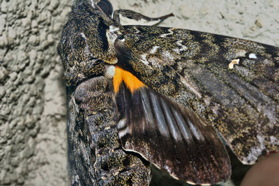 Hawkmoths, Amphonyx duponcheli. Hotel Esmeralda, Coroico, Yungas, Bolivia. d. 27 january 2007. Photographer: Lars Andersen