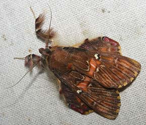 Walker's moth,Sosxetra grata.  Caranavi, Yungas, Bolivia. February 2007. Photographer: Lars Andersen