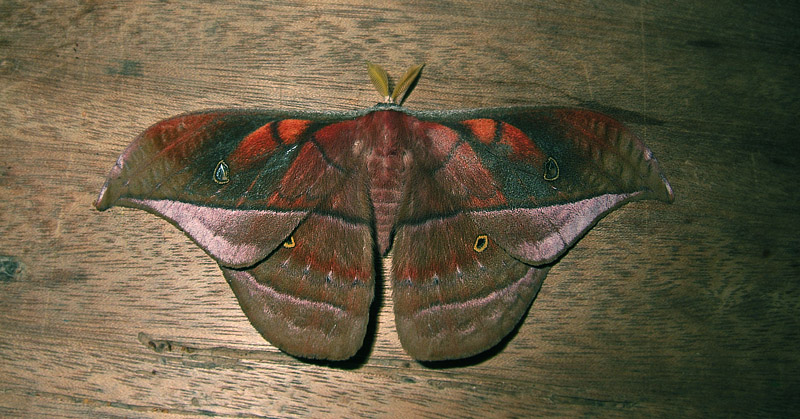 Copaxa curvilinea (Shaus, 1912). Caranavi, Yungas, Bolivia d. 5 february 2007. Photographer:  Peter Mllmann