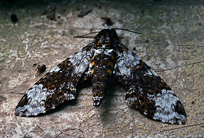 Manduca albiplaga. Caranavi, Yungas, Bolivia. d. 2 February 2007. Photographer: Lars Andersen