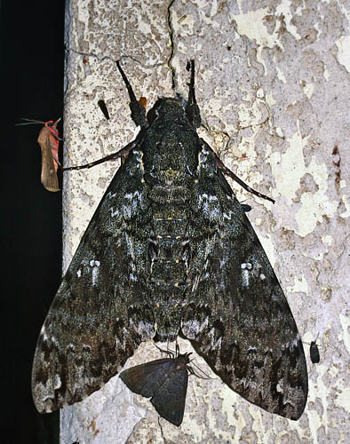 Cocytius mortuorumi. Caranavi, Yungas, Bolivia. d. 6 February 2007. Photographer: Lars Andersen