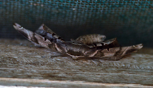 Rolepa sp. (Walker, 1855). Family: Phiditiidae. Caranavi, Yungas, Bolivia d. 17 february 2007. Photographer; Lars Andersen