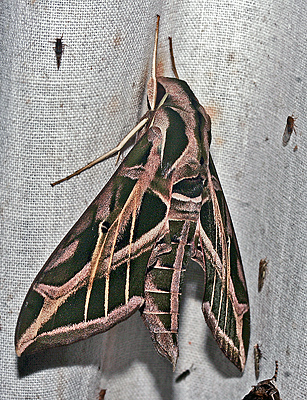 Eumorpha vitis. Caranavi, Yungas, Bolivia. d. 18 February 2007. Photographer: Lars Andersen