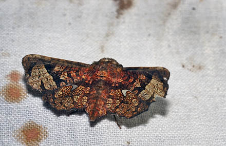 Dysodia species. Family: Thyrididae. Caranavi, Yungas, Bolivia d. 19 february 2007. Photographer; Lars Andersen