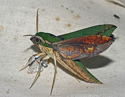 Xylophanes chiron. Caranavi, Yungas, Bolivia. d. 19 Febvruary 2007. Photographer: Lars Andersen