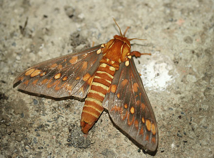 Citheronia andina (Lemaire 1971). Caranavi, Yungas, Bolivia d. 19 february 2007. Photographer: Lars Andersen