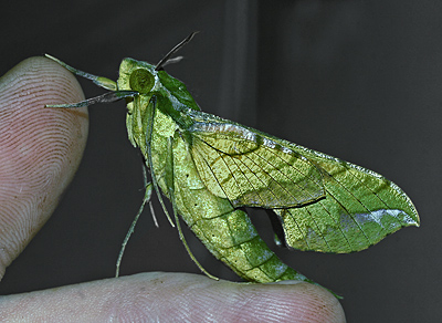 Xylophanes pluto. Caranavi, Yungas, Bolivia. d. 20 February 2007. Photographer: Lars Andersen