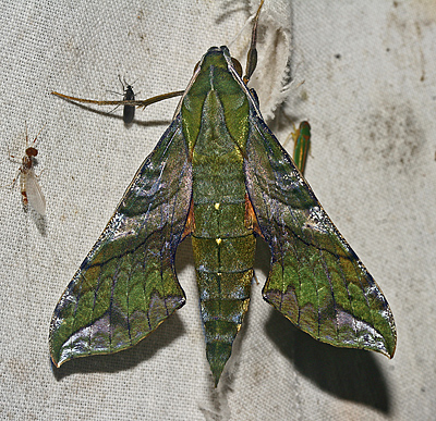 Xylophanes pluto. Caranavi, Yungas, Bolivia. d. 20 Febvruary 2007. Photographer: Lars Andersen