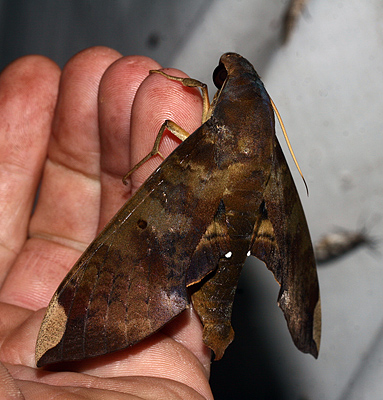 Pachylia ficus. Caranavi, Yungas, Bolivia. d. 20 February 2007. Photographer: Lars Andersen