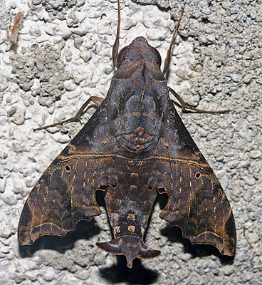 Enyo lugubris. Caranavi, Yungas, Bolivia. d. 20 February 2007. Photographer: Lars Andersen