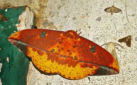 Eacles ormondei peruviana. Caranavi, Yungas, Bolivia d. 19 February 2007. Photographer: Lars Andersen