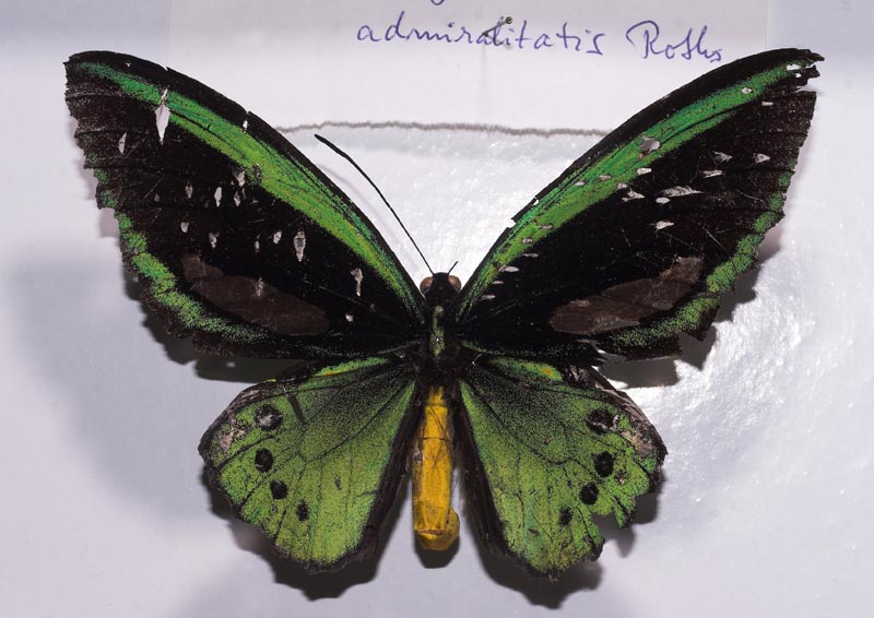 Ornithoptera priamus admiralitatis han som er gennemhullet af hagl fra en småkalibret haglbøsse!. Manus Isl. juni 1962. Zoologisk Museum d. 24 september 2007. Fotograf: Lars Andersen