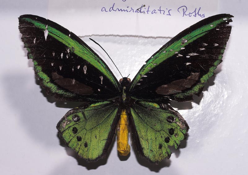 Ornithoptera priamus admiralitatis han som er gennemhullet af hagl fra en smkalibret haglbsse!. Manus Isl. juni 1962. Zoologisk Museum d. 24 september 2007. Fotograf: Lars Andersen