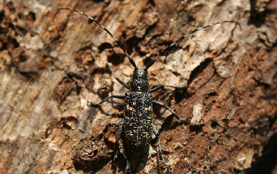 Langhornet Fyrrebuk, Monochamus sutor hun. Hakafors, Smland, Sverige. d. 5 august 2007. Fotograf: Kalle Stovgaard