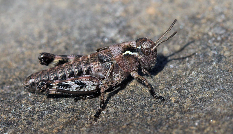 Fjeldgræshoppe, Melanoplus frigidus. Gurttejohka / Lullehacorru Rr 272A, Jukkasjärvi. Torneträsk nordbred, Sverige 1 juli 2007. Fotograf: Lars Andersen