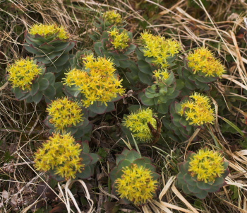 Rosenrod, Rhodiola rosea. Abisko, Lapland, Sverige. d. 25 Juni 2007. Fotograf; Lars Andersen