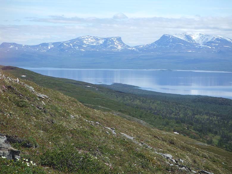 Lokalitet for Arktisk Høsommerfugl, Colias hecla. Gurttejohka / Lullehacorru Rr 272A, Jukkasjärvi. Tornetrask nordbred, Sverige. d. 30 juni 2007. Fotograf: Sif Larsen