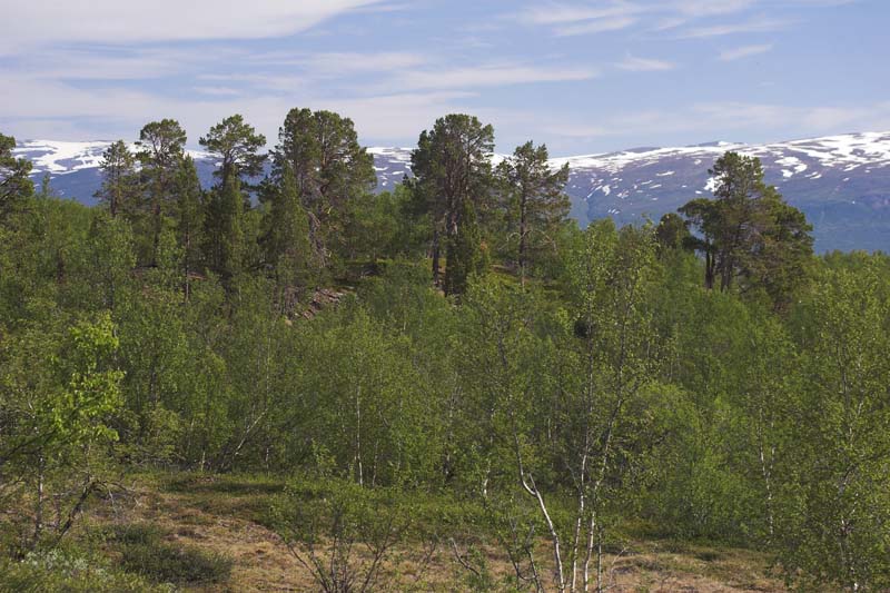 Lokalitet for Arktisk høsommerfugl, Ringet perlemorsommerfugl, Mosebølle perlemorsommerfugl, Polarpletvinge og Fjeldrandøje. Abisko, Torneträsk, Sverige. d. 25 juni 2007. Fotograf: Lars Andersen
