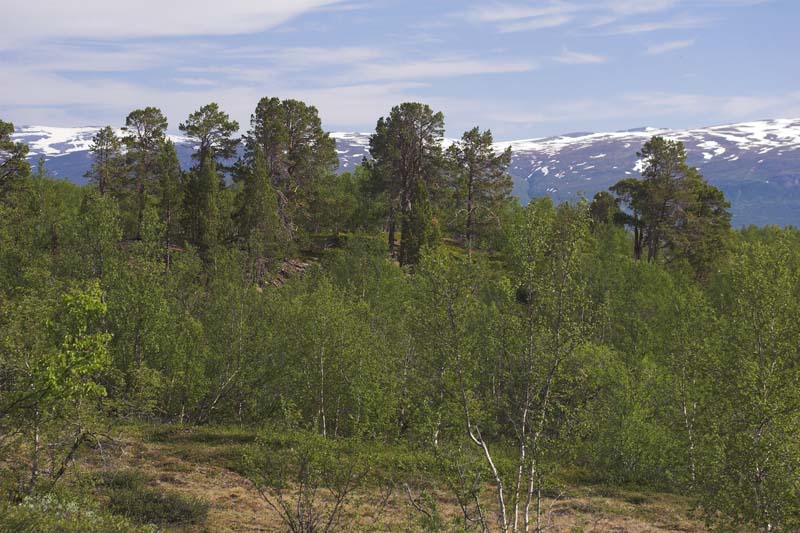 Lokalitet for Arktisk hsommerfugl, Ringet perlemorsommerfugl, Moseblle perlemorsommerfugl, Polarpletvinge og Fjeldrandje. Abisko, Tornetrsk, Sverige. d. 25 juni 2007. Fotograf: Lars Andersen