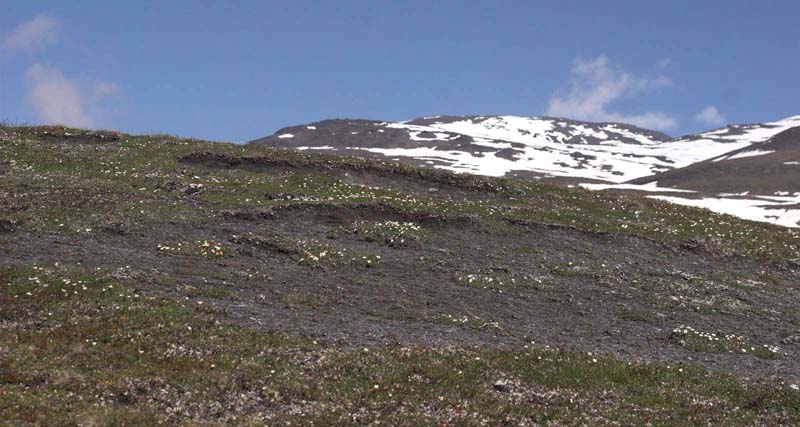  Lokalitet for Fjeldbredpande, Pyrgus andromedae. Gurttejohka / Lullehacorru Rr 272A, Jukkasjrvi. Tornetrask nordbred, Sverige 1 juli 2007. Fotograf: Lars Andersen