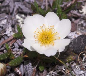 Fjeldsimmer, Dryas octopetala. Kratersjn, Sverige 26 juni 2007. Fotograf: Lars Andersen