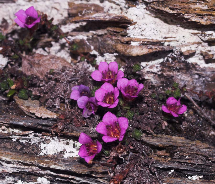 Purpur Stenbræk, Saxifraga oppositifolia, Nuojla 1000 m. lokalitet for C. improba. 25/6 2007. Fotograf: Lars Andersen
