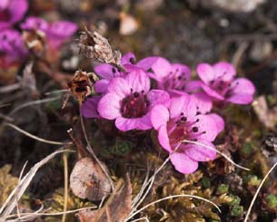 Purpur Stenbrk,  Saxifraga oppositifolia. Nuojla 1000 m. lokalitet for C. improba. 25/6 2007. Fotograf: Lars Andersen