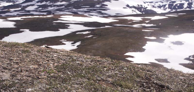 Lokalitet for Fjeldrandje, Erebia pandrose. Lullehacarru 1050 m.h. Tornetrask nordbred, Norge 30 juni 2007. Fotograf: Lars Andersen