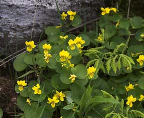 Fjeldviol, Viola biflora. Plnovik nord for Tornetrsk, Lappland, Sverige. 360 m. d. 2 juli 2007. Fotograf: Lars Andersen