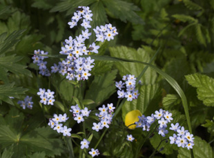 Fjeld-forglemmigej, Myosotis decumbens. Plnovik nord for Tornetrsk, Lappland, Sverige. 360 m. d. 2 juli 2007. Fotograf: Lars Andersen