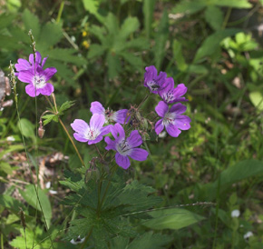 Skov-Storkenb, Geranium sylvaticum. Plnovik nord for Tornetrsk, Lappland, Sverige. 360 m. d. 2 juli 2007. Fotograf: Lars Andersen