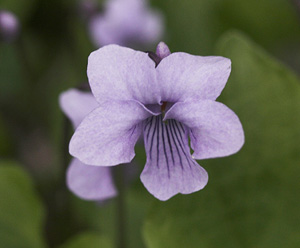 Engviol, Viola palustris. Plnovik nord for Tornetrsk, Lappland, Sverige. 360 m. d. 2 juli 2007. Fotograf: Lars Andersen