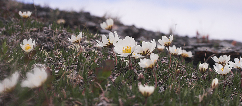 Fjeldsimmer, Dryas octopelata. Kratersjn, Torne Lappmark, Sverige d. 26 juni 2007. Fotograf; Lars Andersen