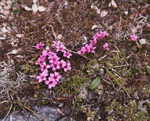 Purpur Stenbræk, Saxifraga oppositifolia. Gurttejohka / Lullehacorru Rr 272A, Jukkasjärvi. Torneträsk nordbred, Sverige 29 juni 2007. Fotograf: Lars Andersen