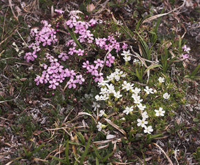 Tue-limurt, Silene acaulis. Gurttejohka / Lullehacorru Rr 272A, Jukkasjrvi. Tornetrsk nordbred, Sverige 29 juni 2007. Fotograf: Lars Andersen